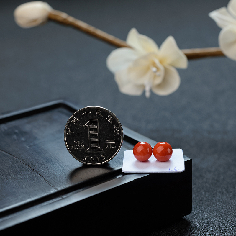 天然沙丁珊瑚 - 红掌柜