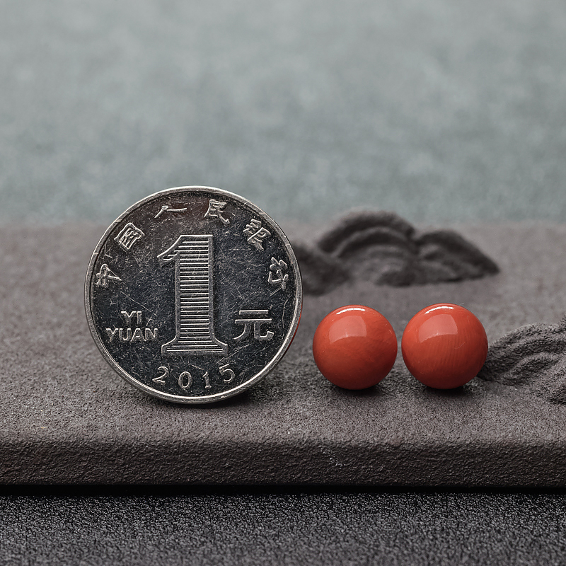 沙丁橘红珊瑚-红掌柜