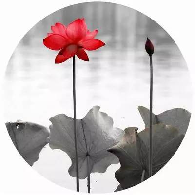 荷花-红掌柜珠宝