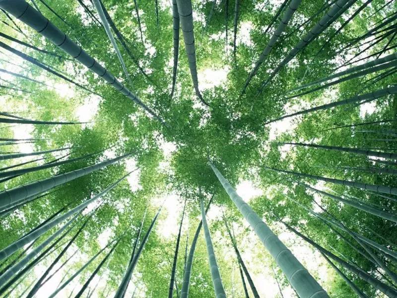 竹子-红掌柜珠宝