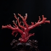 正红珊瑚原枝摆件-红掌柜