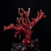 阿卡正红珊瑚摆件-红掌柜