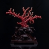 红珊瑚原枝摆件-红掌柜