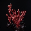 天然阿卡珊瑚原枝摆件-红掌柜