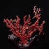 日本阿卡珊瑚原枝摆件-红掌柜