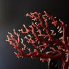 日本天然阿卡黑牛血红珊瑚摆件-红掌柜