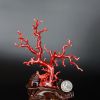 珊瑚摆件-红掌柜