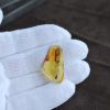 波罗的海金虫珀挂件-红掌柜