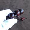 老料满星小叶紫檀-红掌柜
